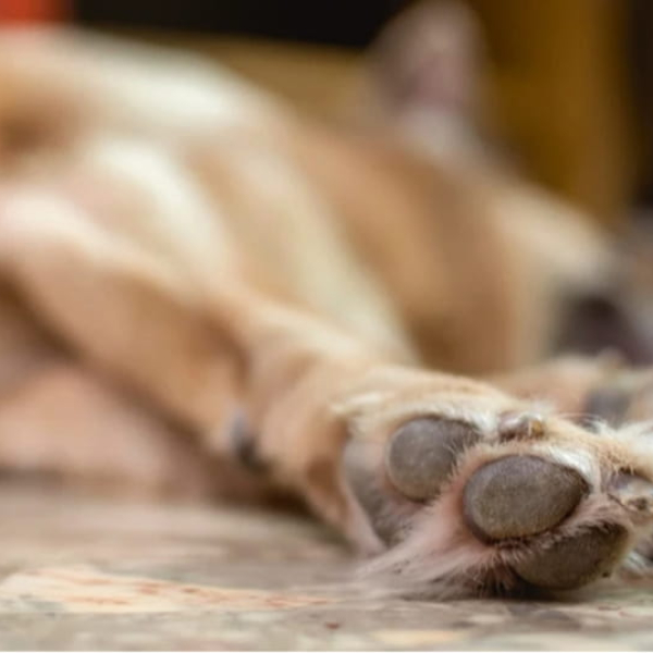 Жорстокість у прямому ефірі: на Житомирщині дівчина розстріляла собаку